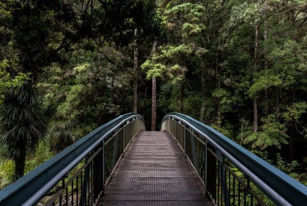 bridge into woods